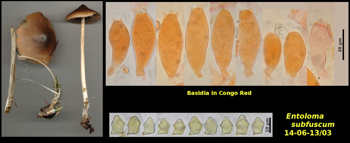 Picture of <i>Entoloma_subfuscum</i> 14-06-13]03